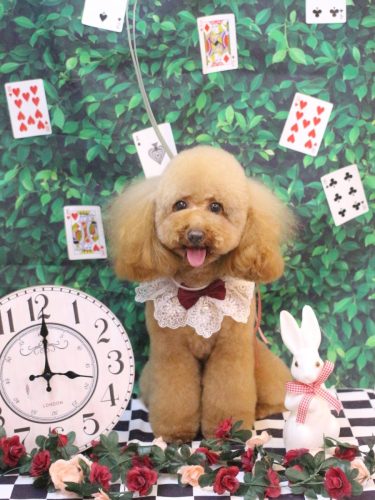 20250422ルルちゃん